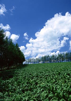 【公式】家族葬のタクセル新緑町｜栃木県那須塩原市における低価格・少人数対応の葬儀場とその特徴