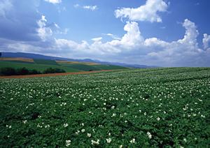静岡・浜松エリアの安心・信頼の葬儀サービス｜富士葬祭 高林の特徴と店舗情報