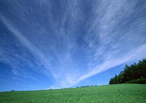 静岡で仏壇を手に入れたいのなら