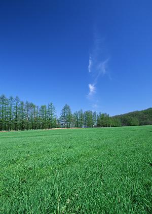 大阪の永代供養墓ならこちらがお勧め